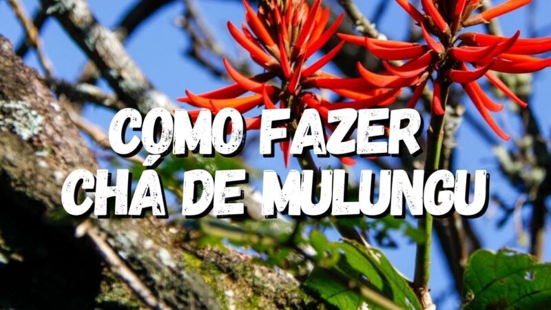 Mulungu: Descubra os Segredos deste Remédio Natural – Para que Serve, Como Fazer o Chá e Efeitos Colaterais